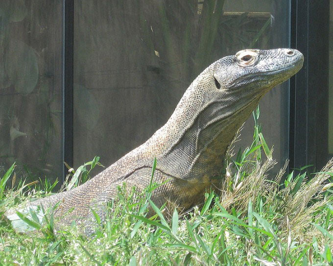 A komodo dragon lifts its head above the grass to get a better look at the area surrounding it. Komodo dragons are the largest kind of lizard in the world and can at times be very aggressive.