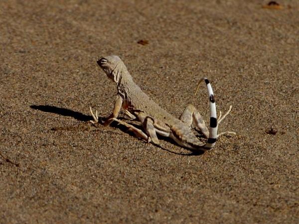 This photo shows a small lizard as it walks across sand. The underside of its tail has black and white stripes.