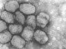 Smallpox virus