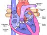 Heart diagram