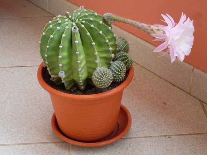 This photo shows an interesting looking cactus plant that sits in a pot inside someone&rsquo;s home.